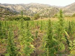 salon de l'herbe Cannabis_champs_field2