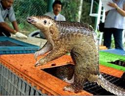 All trade in Asian pangolins