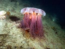 Lions Mane Jellyfish typically