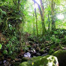 Costa Rica Rainforest the