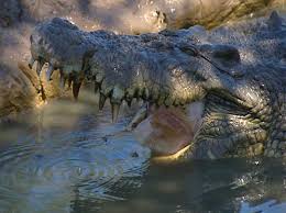 hunting crocodile