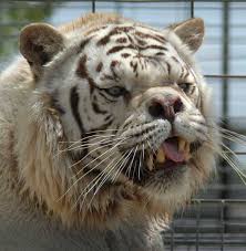white tiger inbreeding