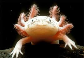 اغرب الحيوانات في العالم  Axolotl