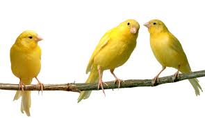 صور الكناري Yellow-canaries
