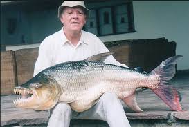 Tigerfish can be considered