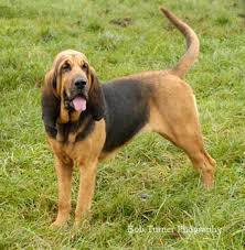 RAZAS DE PERROS Bloodhound