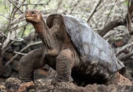 The Pinta Island tortoise