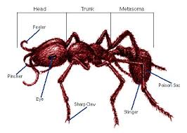 Semut, Serangga Paling Dominan di Bumi
