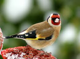 قسم طائر الحسون European Goldfinch
