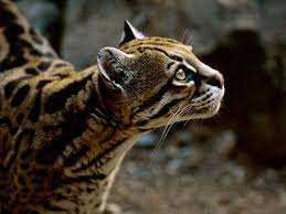 The ocelot has dappled fur