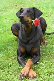 Doberman Pinscher Image