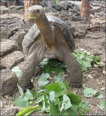 The (Lonesome George) Pinta