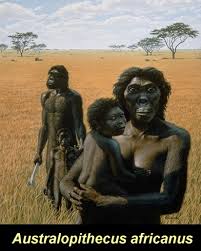 صور مفيدة Australopithecus%2520africanus
