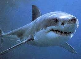 The Great white shark