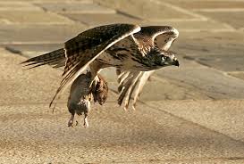 hawks prey