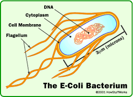 Faster-growing E. coli strain