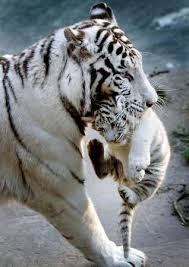 the mommy tiger carrying