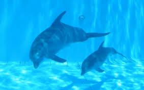 صور رائعة في الكون Pictures-of-baby-dolphins-480