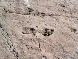 Traces de dinosaures