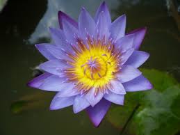 lotus flower petals