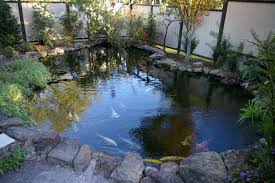 backyard fish pond