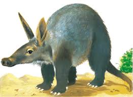 The aardvarks forefeet have