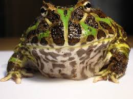 File:Argentine Horned Frog