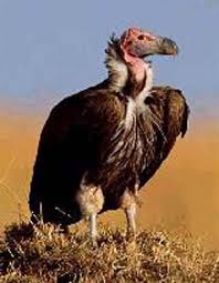 http://t2.gstatic.com/images?q=tbn:XmRmXBdYMYQf5M:http://kids.christiansunite.com/images/animals/vulture.jpg