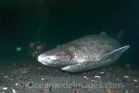 Greenland Shark (Somniosus
