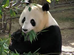 The San Diego Zoo panda