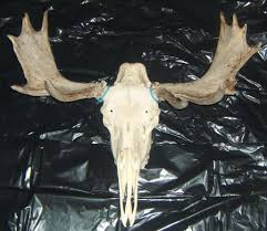 moose skulls