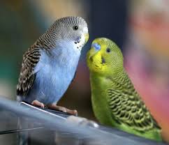 pictures of parakeets