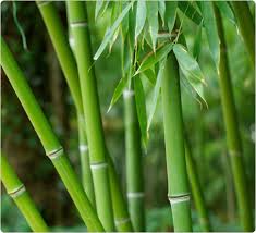 bamboo-forest.jpg
