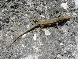 http://t2.gstatic.com/images?q=tbn:ZVeqtZVR2KaDFM:http://defdef.free.fr/wordpress/wp-images/photographie/macro/lezard%20des%20murailles.jpg
