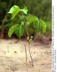 Urushiol can persist for a