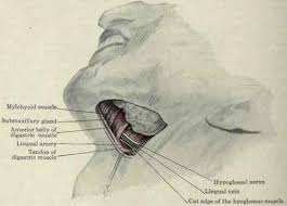 the hyoglossus muscle
