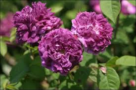 purple rose bushes