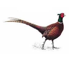 The RSPB: Pheasant