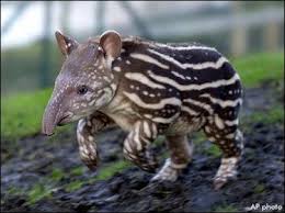 اغرب الحيوانات في العالم  Brazilian_tapir