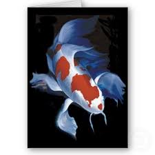 butterfly koi picture