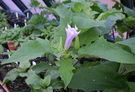 Ver imagen en tamaño completo