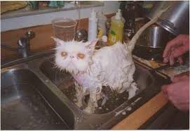 بببببببسسسسسسسس مضحكككككككككة Funny-cat-being-washed