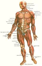 صور لجسم الإنسان Muscles_human_body_front