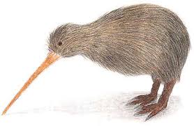Competition 5: Suggest an animal rank Kiwi