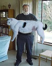 صورة لاضخم قطة في العالم 612832867