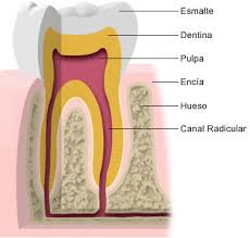dientes estructura Cuánto cuesta y cuánto dura un Blanqueamiento Dental