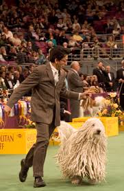 The Westminster Dog Show