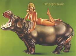 Hippopotamus