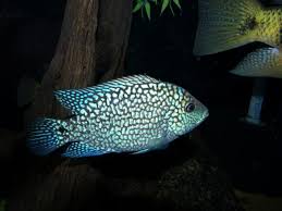 tropical fish cichlids