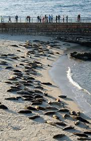 Seal beach La Jolla